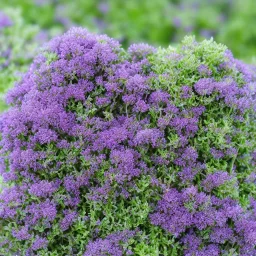 Thyme growing in a bottle beautiful landscape, realistic and natural, detailed full-color , nature, HD photography, Galen Rowell, David Muench, perfect composition, gloss, hyperrealism