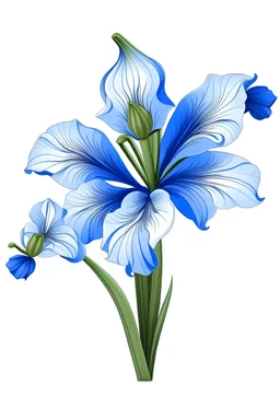 blue Amaryllis vector illustration white background