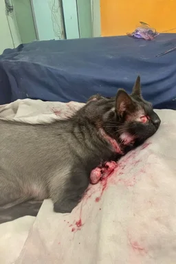 schwer verletzter felix verblutet an bombenverletzung (Mensch)