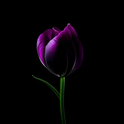Create small purple tulip colour and colour black background