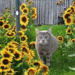 Кот с крыльями бочки подсолнух