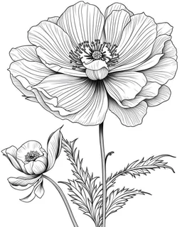 real massive only Anemone flower, coloring page, no leaves, full body (((((white background))))), only use an outline., real style, line art, white color, clean line art, white background, Sketch style