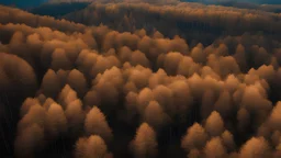 an aerial view of a leafless forest