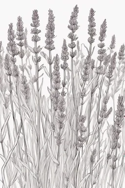 outline art of Lavender only black and white, no colour , White background. sketch style, clean line art, white background, no shadow and clear, no people, no colour