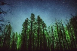 forest in the night