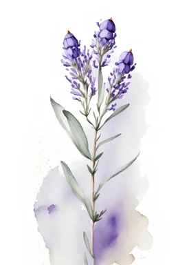 Watercolor painting of a lavender flower, white background, high quality, 8K