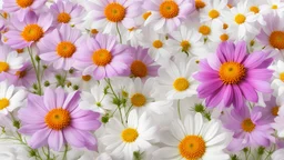 cosmos flower white background, cosmos background