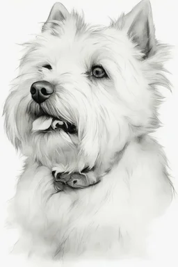 Portrait of a west highland terrier, traditional hand-drawn ink line sketch, retaining rough structure lines and flying lines; watercolour , transparent, water scale edge and strong white highlight; texture white paper background, strong line dynamics; 3:4