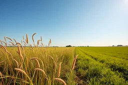 a short wild grass clearing next to an ideal farm field, sunny day, product photo setting, mid-level horizon, low drone photo
