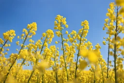 clear blue sky for top half, across Middle is canola flowers with green canola stems branches and leaves below, rapeseed sharp focus, realistic