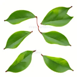 unconnected cherry-plum leaves with jagged edges on a white background, top right is 2 leaves overlapping, stock image