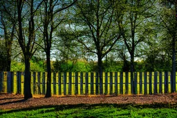 Sunny day, trees, and fence, photography, hyperdetailed, 4k