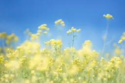 bottom half canola plants, top half sky