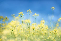 bottom is detailed canola in full bloom with side branches, top is sky, photography, darken stems compared to reference