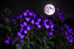 Night, moon, purple flowers, photography