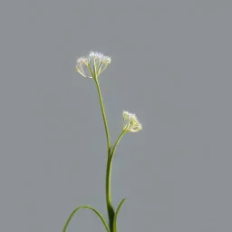 tiny delicate long stem flower, beautiful composition, centered in frame, pastel colors, plain solid color, photorealistic, chiaroscuro, aesthetic layout, monochrome pantone, minimalist photography, hyper realistic, octane render, minimalist art