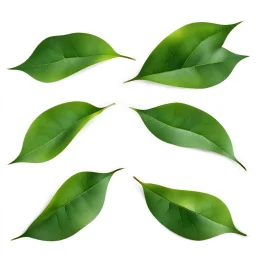 unconnected leaves on white background, stock image