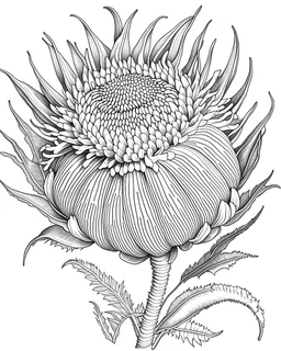 real massive Protea flower coloring page