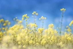 bottom is detailed canola, top is sky, photography,