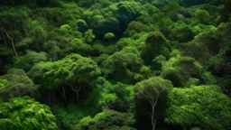 The image used for this article depicts a lush and endless forest, showcasing the natural beauty from every angle. The trees with their dense and diverse foliage appear as towering sentinels, providing a captivating natural vista. This image signifies the environmental richness and biodiversity found within forests, emphasizing the paramount importance of preserving this precious natural habitat from deforestation and desertification.