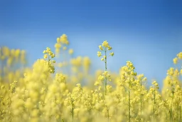 clear blue sky for top half, across Middle is canola flowers with green canola stems branches and leaves below, rapeseed sharp focus, realistic