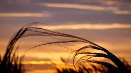 Silhouette of the head of a young lady with long flowing hair in a slight breeze. At sunset in Czech nature.