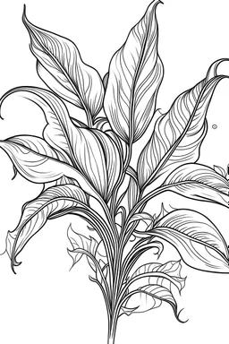 spathiphyllum flower coloring page