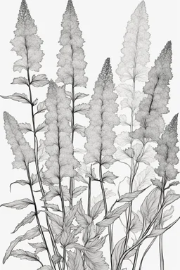 outline art of Astilbe only black and white, no colour , White background. sketch style, clean line art, white background, no shadow and clear, no people, no colour, for book