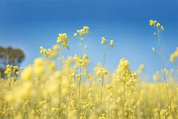 clear blue sky for top half, across Middle is canola flowers with canola stems branches and leaves below, rapeseed sharp focus, realistic