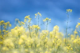 bottom is detailed canola with green stems and branches, top is sky, photography,