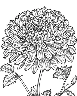 real massive Chrysanthemum flower coloring page