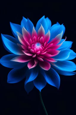 dahlia flower with pink fading to blue petals, etherial flowing forms in the style of a quantum wavetrace
