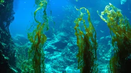 Kelp Forest at the Monterey Bay Aquarium,California