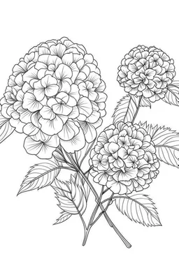 Outline art for coloring page, HYDRANGEA FLOWERS WITH STEMS, coloring page, white background, Sketch style, only use outline, clean line art, white background, no shadows, no shading, no color, clear