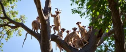 monkey goat flock climbing trees