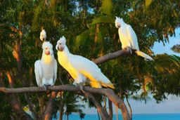 cockatoos, tropical paradise island, sunset