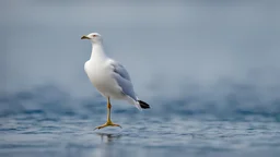 seagull in blue