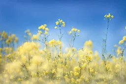 bottom is detailed canola in full bloom with side branches, top is sky, photography, darken stems compared to reference