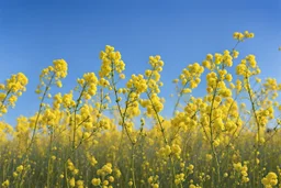 clear blue sky for top half, across Middle is canola flowers with canola stems branches and leaves below, rapeseed sharp focus, realistic