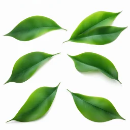 unconnected leaves on white background, stock image