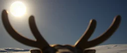 eyes of hound reindeer yoga man with the moon shine as the pupils