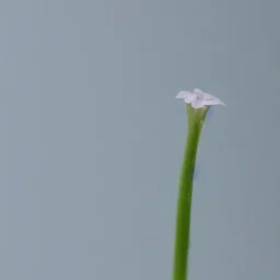 tiny delicate long stem flower, beautiful composition, centered in frame, pastel colors, plain solid color, highly intricate, extremely ornate, highly detailed, photorealistic, chiaroscuro, aesthetic layout, monochrome pantone, minimalist photography, hyper realistic, octane render, minimalist art