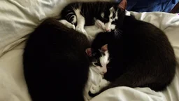 sleeping cats