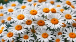 daisy's , bright colors, blurred background