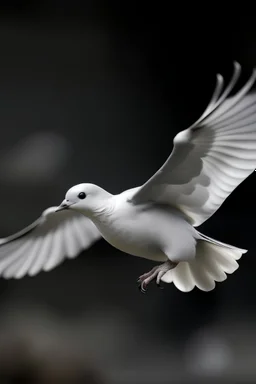 Gambar merpati yg sedang terbang