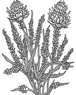 real massive Lavender flower coloring page