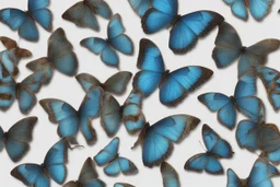 papillon morpho