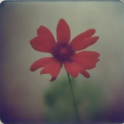 Strange red flower with basic purple dots, autochrome