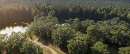 top view that warm, a huge library in forest with fireflies around trees that have wide leaves and broad trunked. at night with moonlight.