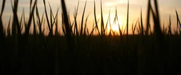 green grasses silhouette, with golden sunset sky in background